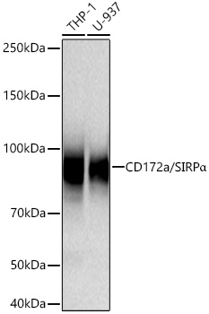 Western blot analysis of various lysates using CD172a/SIRPα Rabbit mAb at 1:1000 dilution incubated at room temperature for 1.5 hours.|Secondary antibody: HRP-conjugated Goat anti-Rabbit IgG (H+L) at 1:10000 dilution.|Lysates/proteins: 25 μg per lane.|Blocking buffer: 3% nonfat dry milk in TBST.|Detection: ECL Basic Kit.|Exposure time: 30s.