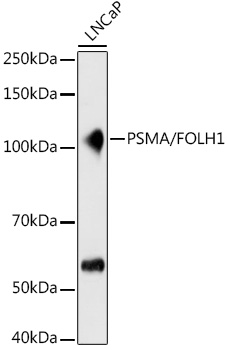 Western blot analysis of lysates from LNCaP cells, using PSMA/FOLH1 Rabbit mAb at 1:500 dilution.|Secondary antibody: HRP-conjugated Goat anti-Rabbit IgG (H+L) at 1:10000 dilution.|Lysates/proteins: 25μg per lane.|Blocking buffer: 3% nonfat dry milk in TBST.|Detection: ECL Basic Kit.|Exposure time: 5s.
