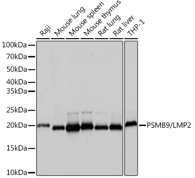 Western blot analysis of various lysates using PSMB9/LMP2 Rabbit mAb at 1:1000 dilution.|Secondary antibody: HRP-conjugated Goat anti-Rabbit IgG (H+L) at 1:10000 dilution.|Lysates/proteins: 25μg per lane.|Blocking buffer: 3% nonfat dry milk in TBST.|Detection: ECL Basic Kit.|Exposure time: 1s.