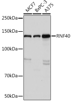 Western blot analysis of various lysates using RNF40 Rabbit mAb at 1:1000 dilution.|Secondary antibody: HRP-conjugated Goat anti-Rabbit IgG (H+L) at 1:10000 dilution.|Lysates/proteins: 25μg per lane.|Blocking buffer: 3% nonfat dry milk in TBST.|Detection: ECL Basic Kit.|Exposure time: 3s.