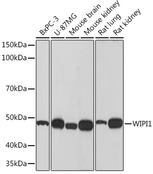Western blot analysis of various lysates using WIPI1 Rabbit mAb (A9600) at 1:1000 dilution.|Secondary antibody: HRP-conjugated Goat anti-Rabbit IgG (H+L) (AS014) at 1:10000 dilution.|Lysates/proteins: 25 μg per lane.|Blocking buffer: 3% nonfat dry milk in TBST.|Detection: ECL Basic Kit (RM00020).|Exposure time: 90 s.