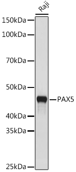 Western blot analysis of lysates from Raji cells, using PAX5 Rabbit mAb at 1:500 dilution.|Secondary antibody: HRP-conjugated Goat anti-Rabbit IgG (H+L) at 1:10000 dilution.|Lysates/proteins: 25μg per lane.|Blocking buffer: 3% nonfat dry milk in TBST.|Detection: ECL Basic Kit.|Exposure time: 10s.