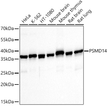 Western blot analysis of various lysates using PSMD14 Rabbit mAb at 1:1000 dilution incubated overnight at 4℃.|Secondary antibody: HRP-conjugated Goat anti-Rabbit IgG (H+L) at 1:10000 dilution.|Lysates/proteins: 25 μg per lane.|Blocking buffer: 3% nonfat dry milk in TBST.|Detection: ECL Basic Kit.|Exposure time: 10s.