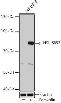 Western blot analysis of lysates from NIH/3T3 cells, using Phospho-HSL-S853 Rabbit mAb at 1:1000 dilution. NIH/3T3 cells were treated with Forskolin (30 uM) at 37℃ for 30 minutes after serum-starvation overnight.|Secondary antibody: HRP-conjugated Goat anti-Rabbit IgG (H+L) at 1:10000 dilution.|Lysates/proteins: 25μg per lane.|Blocking buffer: 3% BSA.|Detection: ECL Basic Kit.|Exposure time: 3min.