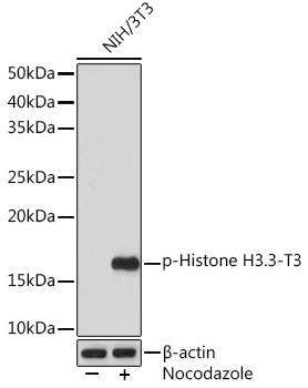 Western blot analysis of lysates from NIH/3T3 cells, using Phospho-Histone H3.3-T3 Rabbit mAb at 1:1000 dilution. NIH/3T3 cells were treated with Nocodazole (50 ng/mL) at 37℃ for 20 hours.|Secondary antibody: HRP-conjugated Goat anti-Rabbit IgG (H+L) at 1:10000 dilution.|Lysates/proteins: 25μg per lane.|Blocking buffer: 3% BSA.|Detection: ECL Enhanced Kit.|Exposure time: 3min.
