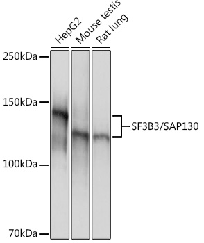 Western blot analysis of various lysates using SF3B3/SAP130 Rabbit mAb at 1:1000 dilution.|Secondary antibody: HRP-conjugated Goat anti-Rabbit IgG (H+L) at 1:10000 dilution.|Lysates/proteins: 25μg per lane.|Blocking buffer: 3% nonfat dry milk in TBST.|Detection: ECL Basic Kit.|Exposure time: 1s.