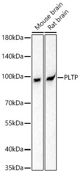 Western blot analysis of various lysates using PLTP Rabbit mAb at 1:1000 dilution incubated overnight at 4℃.|Secondary antibody: HRP-conjugated Goat anti-Rabbit IgG (H+L) at 1:10000 dilution.|Lysates/proteins: 25 μg per lane.|Blocking buffer: 3% nonfat dry milk in TBST.|Detection: ECL Basic Kit.|Exposure time: 90s.