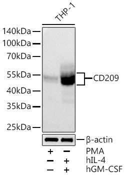 Western blot analysis of lysates from THP-1 cells using CD209 Rabbit mAb at 1:1000 dilution incubated overnight at 4℃. THP-1 cells were treated with PMA (80nM) for 72 hours, or treated with hIL-4 (20 ng/mL) for 4 days and hGM-CSF (40 ng/mL) for 4 days.|Secondary antibody: HRP-conjugated Goat anti-Rabbit IgG (H+L) at 1:10000 dilution.|Lysates/proteins: 30 μg per lane.| Blocking buffer: 3% nonfat dry milk in TBST.| Detection: ECL Basic Kit.| Exposure time: 60 s.