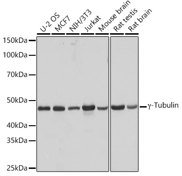 Western blot analysis of various lysates using γ-Tubulin Rabbit mAb (A9657) at 1:1000 dilution.|Secondary antibody: HRP-conjugated Goat anti-Rabbit IgG (H+L) (AS014) at 1:10000 dilution.|Lysates/proteins: 25μg per lane.|Blocking buffer: 3% nonfat dry milk in TBST.|Detection: ECL Basic Kit (RM00020).|Exposure time: 3s.
