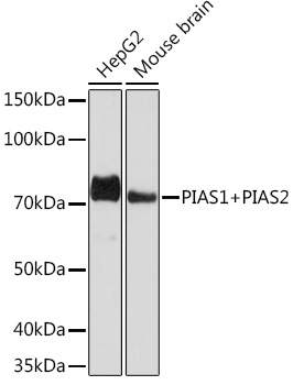 Western blot analysis of various lysates using PIAS1+PIAS2 Rabbit mAb at 1:1000 dilution.|Secondary antibody: HRP-conjugated Goat anti-Rabbit IgG (H+L) at 1:10000 dilution.|Lysates/proteins: 25μg per lane.|Blocking buffer: 3% nonfat dry milk in TBST.|Detection: ECL Basic Kit.|Exposure time: 90s.