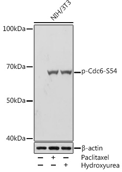 Western blot analysis of lysates from NIH/3T3 cells, using Phospho-Cdc6-S54 Rabbit mAb at 1:1000 dilution. NIH/3T3 cells were treated with Paclitaxel (1 uM) at 37℃ for 20 hours. NIH/3T3 cells were treated with Hydroxyurea (4 mM) at 37℃ for 20 hours.|Secondary antibody: HRP-conjugated Goat anti-Rabbit IgG (H+L) at 1:10000 dilution.|Lysates/proteins: 25μg per lane.|Blocking buffer: 3% BSA.|Detection: ECL Basic Kit.|Exposure time: 5s.