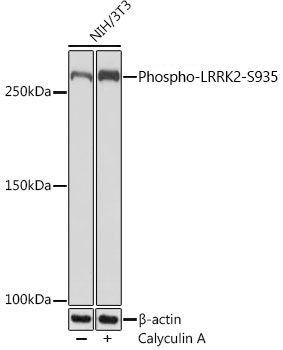 Western blot analysis of lysates from NIH/3T3 cells, using Phospho-LRRK2-S935 Rabbit mAb at 1:1000 dilution. NIH/3T3 cells were treated with Calyculin A (100 nM) at 37℃ for 30 minutes after serum-starvation overnight|Secondary antibody: HRP-conjugated Goat anti-Rabbit IgG (H+L) at 1:10000 dilution.|Lysates/proteins: 25μg per lane.|Blocking buffer: 3% BSA.|Detection: ECL Basic Kit.|Exposure time: 3min.