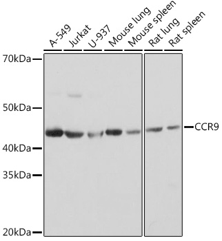 Western blot analysis of various lysates using CCR9 Rabbit mAb at 1:1000 dilution.|Secondary antibody: HRP-conjugated Goat anti-Rabbit IgG (H+L) at 1:10000 dilution.|Lysates/proteins: 25μg per lane.|Blocking buffer: 3% nonfat dry milk in TBST.|Detection: ECL Basic Kit.|Exposure time: 1s.