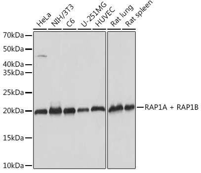 Western blot analysis of various lysates using RAP1A + RAP1B Rabbit mAb at 1:1000 dilution.|Secondary antibody: HRP-conjugated Goat anti-Rabbit IgG (H+L) at 1:10000 dilution.|Lysates/proteins: 25μg per lane.|Blocking buffer: 3% nonfat dry milk in TBST.|Detection: ECL Basic Kit.|Exposure time: 1s.
