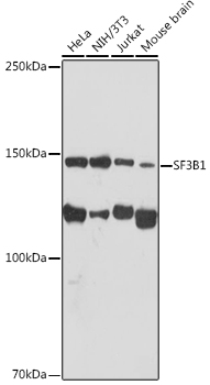 Western blot analysis of various lysates using SF3B1 Rabbit mAb at 1:1000 dilution.|Secondary antibody: HRP-conjugated Goat anti-Rabbit IgG (H+L) at 1:10000 dilution.|Lysates/proteins: 25μg per lane.|Blocking buffer: 3% nonfat dry milk in TBST.|Detection: ECL Basic Kit.|Exposure time: 30s.