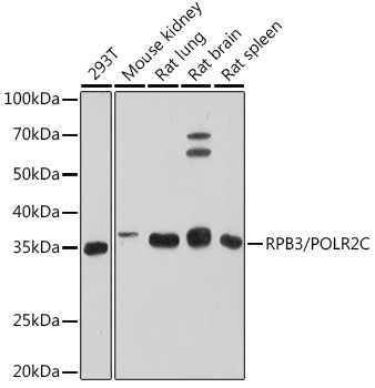 Western blot analysis of various lysates using RPB3/POLR2C Rabbit mAb at 1:500 dilution.|Secondary antibody: HRP-conjugated Goat anti-Rabbit IgG (H+L) at 1:10000 dilution.|Lysates/proteins: 25μg per lane.|Blocking buffer: 3% nonfat dry milk in TBST.|Detection: ECL Enhanced Kit.|Exposure time: 180s.