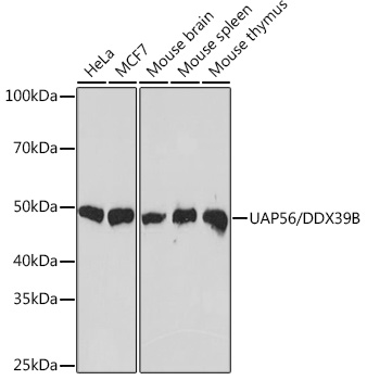 Western blot analysis of various lysates using UAP56/DDX39B Rabbit mAb (A9749) at 1:1000 dilution.|Secondary antibody: HRP-conjugated Goat anti-Rabbit IgG (H+L) (AS014) at 1:10000 dilution.|Lysates/proteins: 25μg per lane.|Blocking buffer: 3% nonfat dry milk in TBST.|Detection: ECL Basic Kit (RM00020).|Exposure time: 10s.