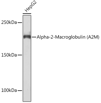 Western blot analysis of lysates from Hep G2 cells, using Alpha-2-Macroglobulin) Rabbit mAb at 1:1000 dilution.|Secondary antibody: HRP-conjugated Goat anti-Rabbit IgG (H+L) at 1:10000 dilution.|Lysates/proteins: 25μg per lane.|Blocking buffer: 3% nonfat dry milk in TBST.|Detection: ECL Basic Kit.|Exposure time: 90s.