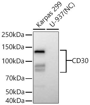 Western blot analysis of various lysates using CD30 Rabbit mAb at 1:1000 dilution incubated overnight at 4℃.|Secondary antibody: HRP-conjugated Goat anti-Rabbit IgG (H+L) at 1:10000 dilution.|Lysates/proteins: 25 μg per lane.|Blocking buffer: 3% nonfat dry milk in TBST.|Detection: ECL Basic Kit.|Negative control (NC): U-937.|Exposure time: 20 s.