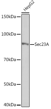 Western blot analysis of lysates from Hep G2 cells, using Sec23AA Rabbit mAb at 1:1000 dilution.|Secondary antibody: HRP-conjugated Goat anti-Rabbit IgG (H+L) at 1:10000 dilution.|Lysates/proteins: 25μg per lane.|Blocking buffer: 3% nonfat dry milk in TBST.|Detection: ECL Basic Kit.|Exposure time: 1s.
