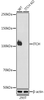 Western blot analysis of lysates from wild type (WT) and ITCH knockout (KO) 293T cells, using [KO Validated] ITCH Rabbit mAb (A8624) at 1:1000 dilution.|Secondary antibody: HRP-conjugated Goat anti-Rabbit IgG (H+L) (AS014) at 1:10000 dilution.|Lysates/proteins: 25μg per lane.|Blocking buffer: 3% nonfat dry milk in TBST.|Detection: ECL Basic Kit (RM00020).|Exposure time: 30s.