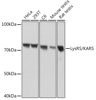 Western blot analysis of various lysates using LysRS/KARS Rabbit mAb at 1:1000 dilution.|Secondary antibody: HRP-conjugated Goat anti-Rabbit IgG (H+L) at 1:10000 dilution.|Lysates/proteins: 25μg per lane.|Blocking buffer: 3% nonfat dry milk in TBST.|Detection: ECL Basic Kit.|Exposure time: 1s.