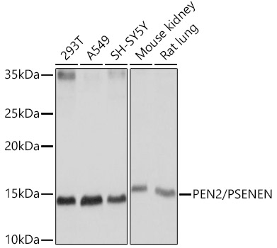 Western blot analysis of various lysates using PEN2/PSENEN Rabbit mAb at 1:1000 dilution.|Secondary antibody: HRP-conjugated Goat anti-Rabbit IgG (H+L) at 1:10000 dilution.|Lysates/proteins: 25μg per lane.|Blocking buffer: 3% nonfat dry milk in TBST.|Detection: ECL Basic Kit.|Exposure time: 10s.