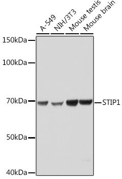Western blot analysis of various lysates using STIP1 Rabbit mAb at 1:1000 dilution.|Secondary antibody: HRP-conjugated Goat anti-Rabbit IgG (H+L) at 1:10000 dilution.|Lysates/proteins: 25μg per lane.|Blocking buffer: 3% nonfat dry milk in TBST.|Detection: ECL Basic Kit.|Exposure time: 1s.