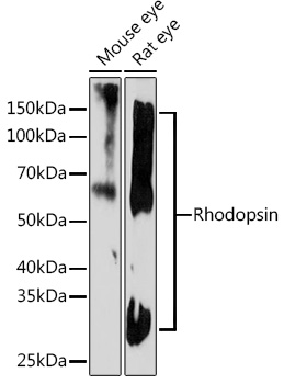 Western blot analysis of various lysates using Rhodopsin Rabbit mAb at 1:1000 dilution.|Secondary antibody: HRP-conjugated Goat anti-Rabbit IgG (H+L) at 1:10000 dilution.|Lysates/proteins: 25μg per lane.|Blocking buffer: 3% nonfat dry milk in TBST.|Detection: ECL Basic Kit.|Exposure time: 3min.
