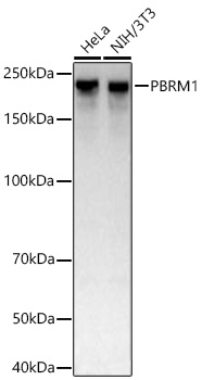Western blot analysis of various lysates using PBRM1 Rabbit mAb at 1:1000 dilution incubated at room temperature for 1.5 hours.|Secondary antibody: HRP-conjugated Goat anti-Rabbit IgG (H+L) at 1:10000 dilution.|Lysates/proteins: 25 μg per lane.|Blocking buffer: 3% nonfat dry milk in TBST.|Detection: ECL Basic Kit.|Exposure time: 20 s.