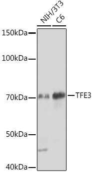 Western blot analysis of various lysates using TFE3 Rabbit mAb (A0548) at 1:1000 dilution.|Secondary antibody: HRP-conjugated Goat anti-Rabbit IgG (H+L) (AS014) at 1:10000 dilution.|Lysates/proteins: 25μg per lane.|Blocking buffer: 3% nonfat dry milk in TBST.|Detection: ECL Basic Kit (RM00020).|Exposure time: 30s.