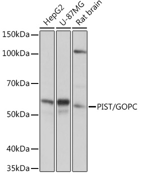 Western blot analysis of various lysates using PIST/GOPC Rabbit mAb at 1:1000 dilution.|Secondary antibody: HRP-conjugated Goat anti-Rabbit IgG (H+L) at 1:10000 dilution.|Lysates/proteins: 25μg per lane.|Blocking buffer: 3% nonfat dry milk in TBST.|Detection: ECL Basic Kit.|Exposure time: 1s.