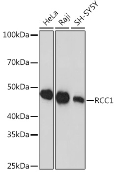 Western blot analysis of various lysates using RCC1 Rabbit mAb at 1:1000 dilution.|Secondary antibody: HRP-conjugated Goat anti-Rabbit IgG (H+L) at 1:10000 dilution.|Lysates/proteins: 25μg per lane.|Blocking buffer: 3% nonfat dry milk in TBST.|Detection: ECL Basic Kit.|Exposure time: 10s.