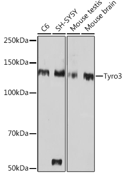 Western blot analysis of various lysates using Tyro3 Rabbit mAb (A0730) at 1:1000 dilution.|Secondary antibody: HRP-conjugated Goat anti-Rabbit IgG (H+L) (AS014) at 1:10000 dilution.|Lysates/proteins: 25μg per lane.|Blocking buffer: 3% nonfat dry milk in TBST.|Detection: ECL Basic Kit (RM00020).|Exposure time: 30s.