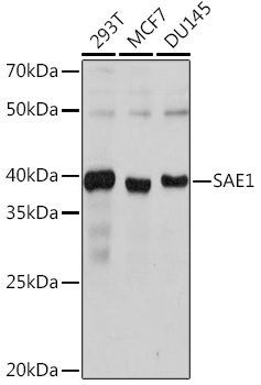 Western blot analysis of various lysates using SAE1 Rabbit mAb at 1:1000 dilution.|Secondary antibody: HRP-conjugated Goat anti-Rabbit IgG (H+L) at 1:10000 dilution.|Lysates/proteins: 25μg per lane.|Blocking buffer: 3% nonfat dry milk in TBST.|Detection: ECL Basic Kit.|Exposure time: 1s.