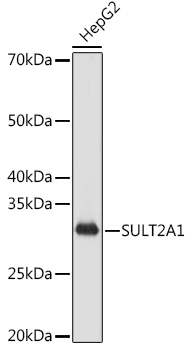 Western blot analysis of lysates from Hep G2 cells, using SULT2A1 Rabbit mAb at 1:1000 dilution.|Secondary antibody: HRP-conjugated Goat anti-Rabbit IgG (H+L) at 1:10000 dilution.|Lysates/proteins: 25μg  per lane.|Blocking buffer: 3% nonfat dry milk in TBST.|Detection: ECL Basic Kit.|Exposure time: 1s.