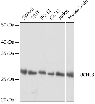 Western blot analysis of various lysates using UCHL3 Rabbit mAb (A1372) at 1:1000 dilution.|Secondary antibody: HRP-conjugated Goat anti-Rabbit IgG (H+L) (AS014) at 1:10000 dilution.|Lysates/proteins: 25μg per lane.|Blocking buffer: 3% nonfat dry milk in TBST.|Detection: ECL Basic Kit (RM00020).|Exposure time: 1s.