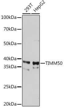Western blot analysis of various lysates using TIMM50 Rabbit mAb (A1536) at 1:1000 dilution.|Secondary antibody: HRP-conjugated Goat anti-Rabbit IgG (H+L) (AS014) at 1:10000 dilution.|Lysates/proteins: 25μg per lane.|Blocking buffer: 3% nonfat dry milk in TBST.|Detection: ECL Basic Kit (RM00020).|Exposure time: 30s.