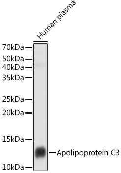Western blot analysis of lysates from Human plasma , using Apolipoprotein C3 Rabbit mAb at 1:1000 dilution.|Secondary antibody: HRP-conjugated Goat anti-Rabbit IgG (H+L) at 1:10000 dilution.|Lysates/proteins: 25μg per lane.|Blocking buffer: 3% nonfat dry milk in TBST.|Detection: ECL Basic Kit.|Exposure time: 5s.