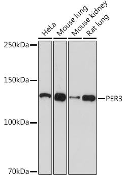 Western blot analysis of various lysates using PER3 Rabbit mAb at 1:1000 dilution.|Secondary antibody: HRP-conjugated Goat anti-Rabbit IgG (H+L) at 1:10000 dilution.|Lysates/proteins: 25μg per lane.|Blocking buffer: 3% nonfat dry milk in TBST.|Detection: ECL Basic Kit.|Exposure time: 10s.