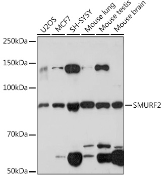 Western blot analysis of various lysates using SMURF2 Rabbit mAb at 1:1000 dilution.|Secondary antibody: HRP-conjugated Goat anti-Rabbit IgG (H+L) at 1:10000 dilution.|Lysates/proteins: 25μg per lane.|Blocking buffer: 3% nonfat dry milk in TBST.|Detection: ECL Enhanced Kit.|Exposure time: 3min.