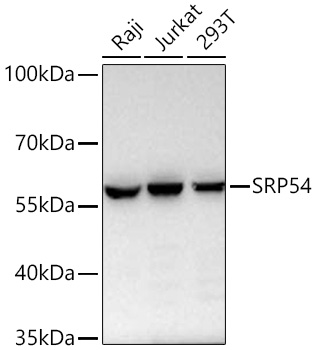 Western blot analysis of various lysates using SRP54 Rabbit mAb at 1:4000 dilution incubated overnight at 4℃.|Secondary antibody: HRP-conjugated Goat anti-Rabbit IgG (H+L) at 1:10000 dilution.|Lysates/proteins: 25 μg per lane.|Blocking buffer: 3% nonfat dry milk in TBST.|Detection: ECL Basic Kit.|Exposure time: 60 s.