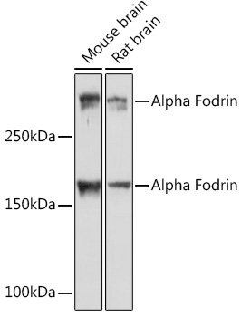 Western blot analysis of various lysates using Alpha Fodrin Rabbit mAb at 1:1000 dilution.|Secondary antibody: HRP-conjugated Goat anti-Rabbit IgG (H+L) at 1:10000 dilution.|Lysates/proteins: 25μg per lane.|Blocking buffer: 3% nonfat dry milk in TBST.|Detection: ECL Basic Kit.|Exposure time: 1s.