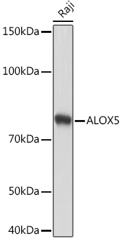 Western blot analysis of lysates from Raji cells, using ALOX5 Rabbit mAb at 1:1000 dilution.|Secondary antibody: HRP-conjugated Goat anti-Rabbit IgG (H+L) at 1:10000 dilution.|Lysates/proteins: 25μg per lane.|Blocking buffer: 3% nonfat dry milk in TBST.|Detection: ECL Basic Kit.|Exposure time: 10s.
