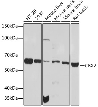 Western blot analysis of various lysates using CBX2 Rabbit mAb at 1:1000 dilution.|Secondary antibody: HRP-conjugated Goat anti-Rabbit IgG (H+L) at 1:10000 dilution.|Lysates/proteins: 25μg per lane.|Blocking buffer: 3% nonfat dry milk in TBST.|Detection: ECL Basic Kit.|Exposure time: 90s.