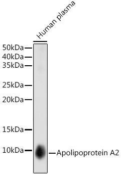 Western blot analysis of lysates from Human plasma , using Apolipoprotein A2 Rabbit mAb at 1:1000 dilution.|Secondary antibody: HRP-conjugated Goat anti-Rabbit IgG (H+L) at 1:10000 dilution.|Lysates/proteins: 25μg per lane.|Blocking buffer: 3% nonfat dry milk in TBST.|Detection: ECL Basic Kit.|Exposure time: 1s.