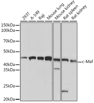 Western blot analysis of various lysates using c-Maf Rabbit mAb at 1:1000 dilution.|Secondary antibody: HRP-conjugated Goat anti-Rabbit IgG (H+L) at 1:10000 dilution.|Lysates/proteins: 25μg per lane.|Blocking buffer: 3% nonfat dry milk in TBST.|Detection: ECL Basic Kit.|Exposure time: 1s.