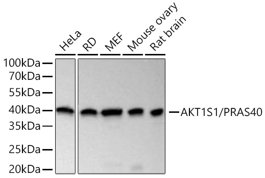 Western blot analysis of various lysates using AKT1S1/PRAS40 Rabbit mAb at 1:1000 dilution incubated at room temperature for 1.5 hours.|Secondary antibody: HRP-conjugated Goat anti-Rabbit IgG (H+L) at 1:10000 dilution.|Lysates/proteins: 25 μg per lane.|Blocking buffer: 3% nonfat dry milk in TBST.|Detection: ECL Basic Kit.|Exposure time: 20 s.