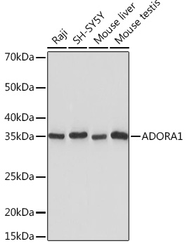 Western blot analysis of various lysates using ADORA1 Rabbit mAb at 1:1000 dilution.|Secondary antibody: HRP-conjugated Goat anti-Rabbit IgG (H+L) at 1:10000 dilution.|Lysates/proteins: 25μg per lane.|Blocking buffer: 3% nonfat dry milk in TBST.|Detection: ECL Basic Kit.|Exposure time: 10s.