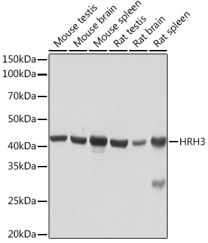 Western blot analysis of various lysates using HRH3 Rabbit mAb at 1:1000 dilution.|Secondary antibody: HRP-conjugated Goat anti-Rabbit IgG (H+L) at 1:10000 dilution.|Lysates/proteins: 25μg per lane.|Blocking buffer: 3% nonfat dry milk in TBST.|Detection: ECL Basic Kit.|Exposure time: 10s.